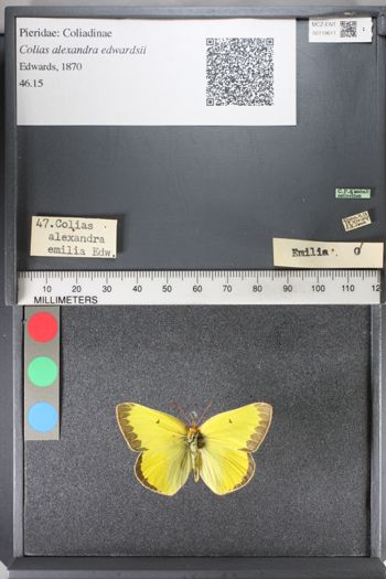 Media type: image;   Entomology 119611